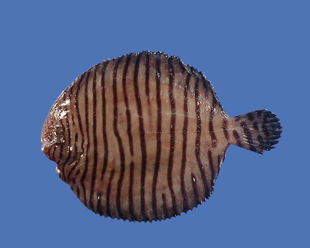 fringed sole (Gymnachirus texae) |commons:File:Gymnachirus texae.jpg