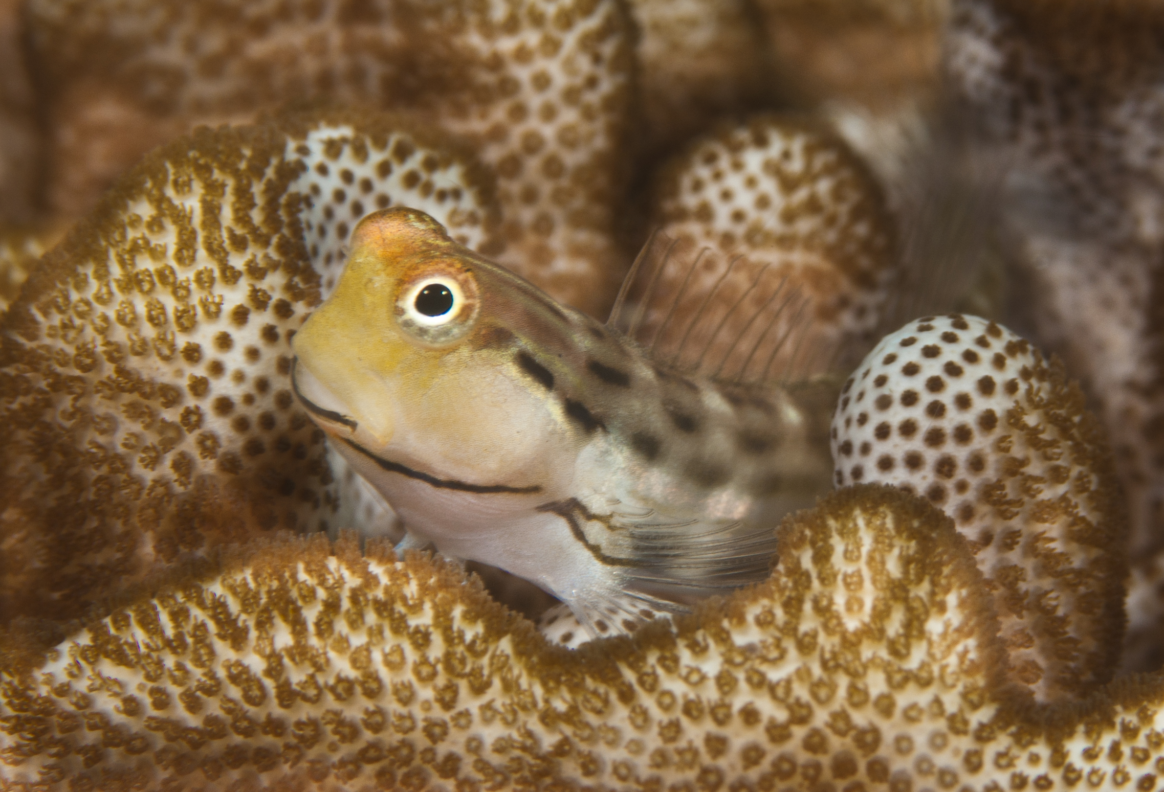 Fringelip Blenny (Salarias sinuosus) |commons:File:Salarias sinuosus (Fringelip blenny).jpg