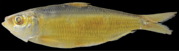 Fringescale Sardinella (Sardinella fimbriata) |commons:File:Sardinella fimbriata (10.3897-zookeys.829.30688) Figure 3.jpg