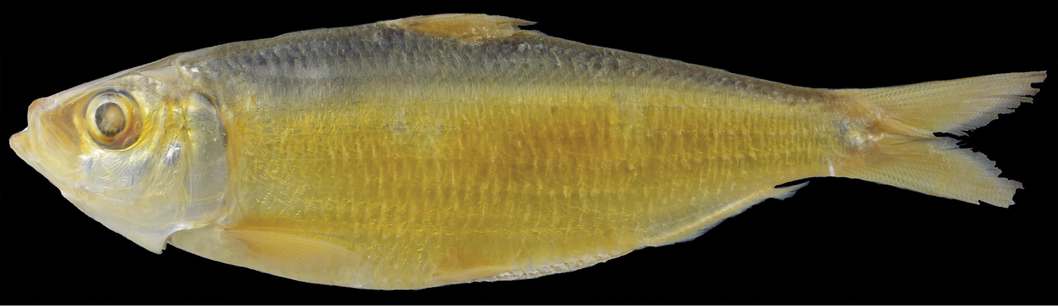 Fringescale Sardinella (Sardinella fimbriata) |commons:File:Sardinella fimbriata (10.3897-zookeys.829.30688) Figure 3.jpg