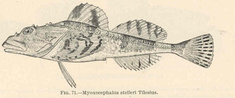 Frog Sculpin (Myoxocephalus stelleri) |commons:File:FMIB 39344 Myoxocephalus stelleri Tilesius.jpeg