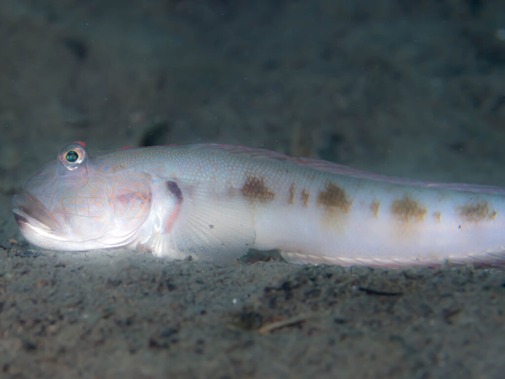 Frogface Goby (Oxyurichthys papuensis) |commons:File:Frogface goby (Oxyurichthys papuensis) (32456892005).jpg