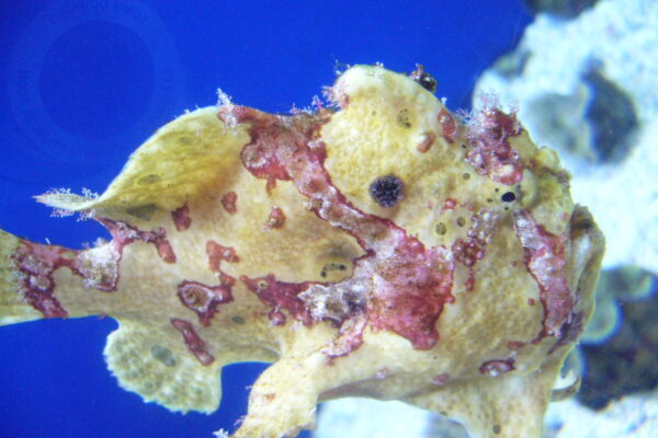 Frogfish Antennarius maculatus