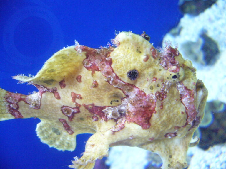 Frogfish Antennarius maculatus