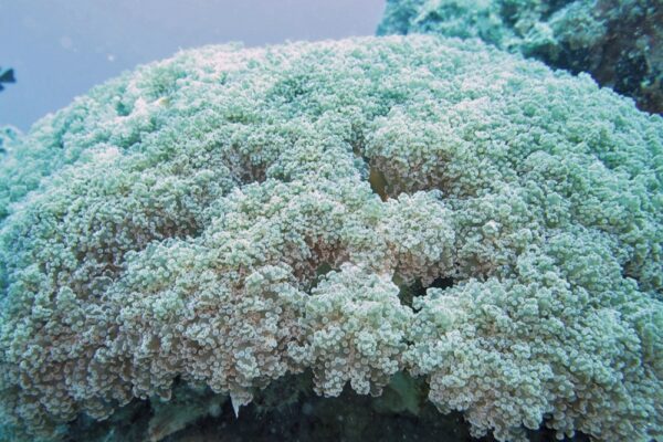 Frogspawn Coral Euphyllia divisa