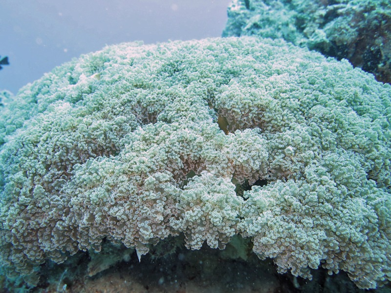 Frogspawn Coral Euphyllia divisa