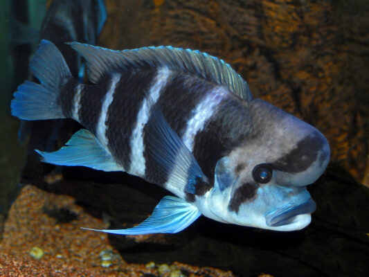 Frontosa (Cyphotilapia frontosa) |commons:File:Cichlidae - Cyphotilapia frontosa.JPG