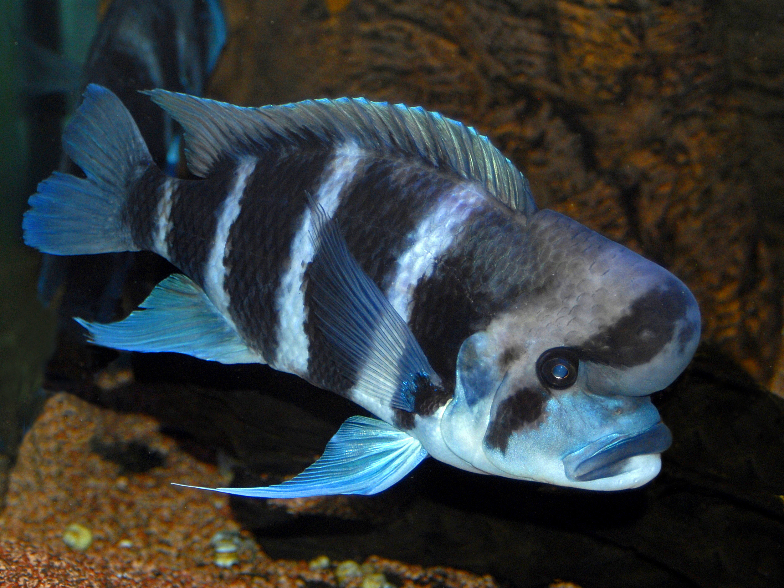 Frontosa (Cyphotilapia frontosa) |commons:File:Cichlidae - Cyphotilapia frontosa.JPG