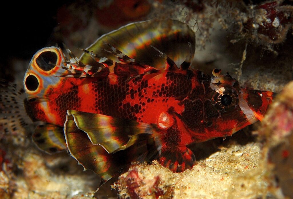 Fu Manchu Lionfish (Dendrochirus biocellatus) |commons:File:Dendrochirus biocellatus.jpg