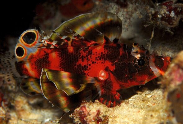 Fu Manchu Lionfish (Dendrochirus biocellatus) |commons:File:Dendrochirus biocellatus.jpg