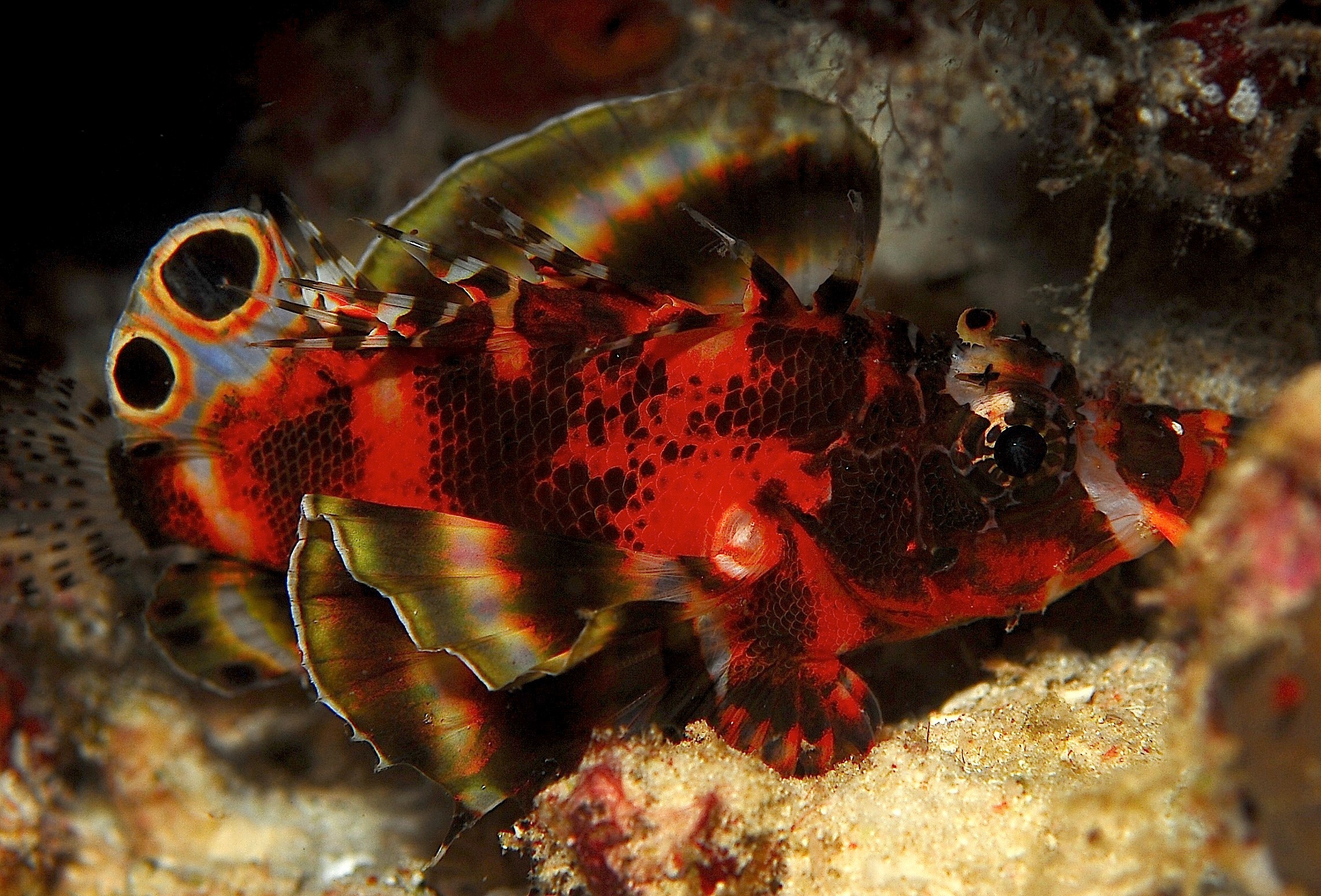 Fu Manchu Lionfish (Dendrochirus biocellatus) |commons:File:Dendrochirus biocellatus.jpg
