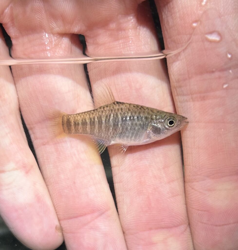 Fundulus xenicus (Fundulus xenicus) |commons:File:Fundulus xenicus, CR-393, Santa Rosa Beach, FL, US imported from iNaturalist photo 474997338.jpg