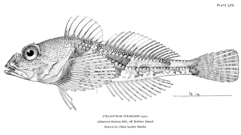 Furseal Sculpin (Stelgistrum stejnegeri) |commons:File:Stelgistrum stejnegeri.jpg