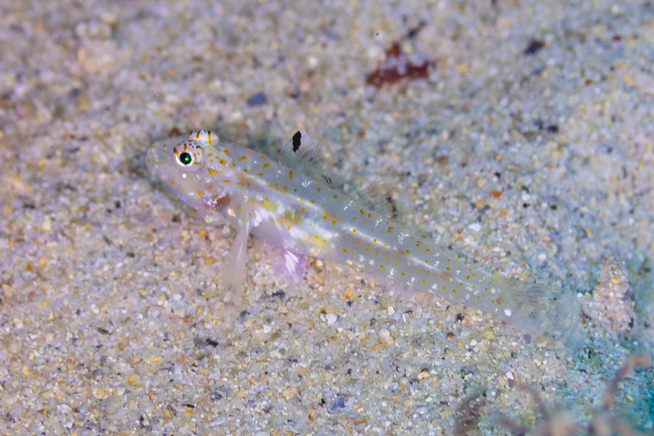 Fusigobius duospilus (Fusigobius duospilus) |commons:File:Gobio (Fusigobius duospilus), Mauricio, 2025-09-24, DD 20.jpg