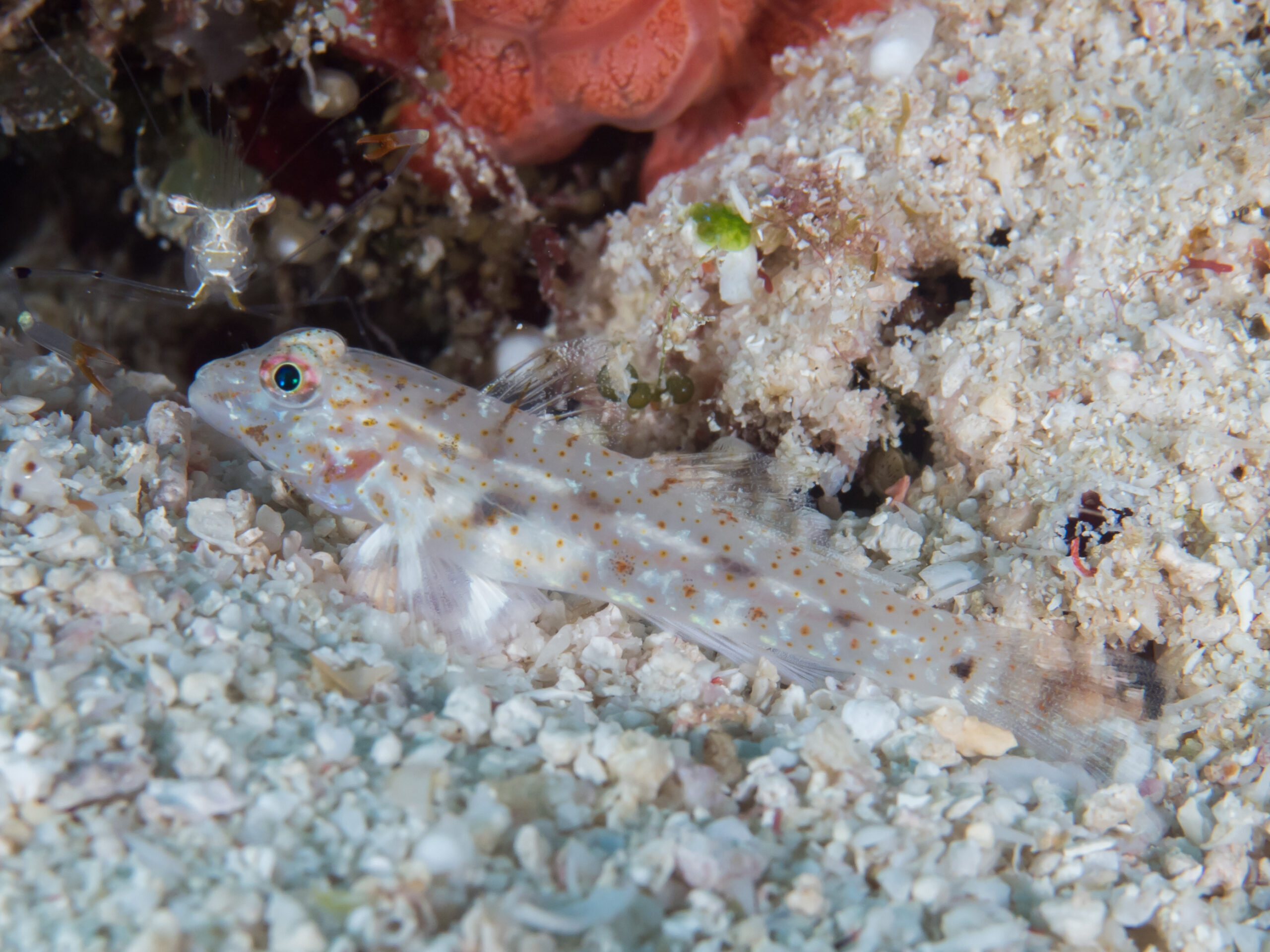 Fusigobius gracilis (Fusigobius gracilis) |commons:File:Slender Sandgoby (Fusigobius gracilis) (32168555217).jpg