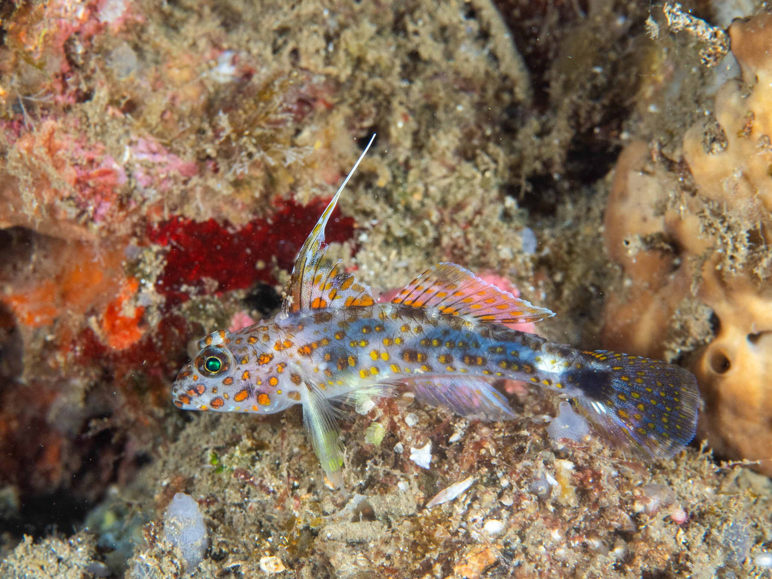 Fusigobius inframaculatus (Fusigobius inframaculatus) |commons:File:Blotched sandgoby (Fusigobius inframaculatus).jpg