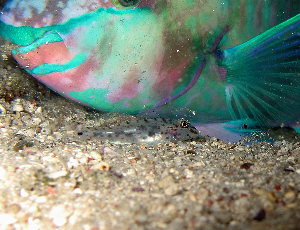 Fusigobius maximus (Fusigobius maximus) |commons:File:Fusigobius maximus (de nuit, dans un cocon de Scarus psittacus).jpg