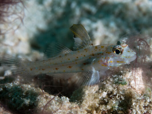 Fusigobius melacron (Fusigobius melacron) |commons:File:Blacktip sandgoby (Fusigobius melacron).jpg