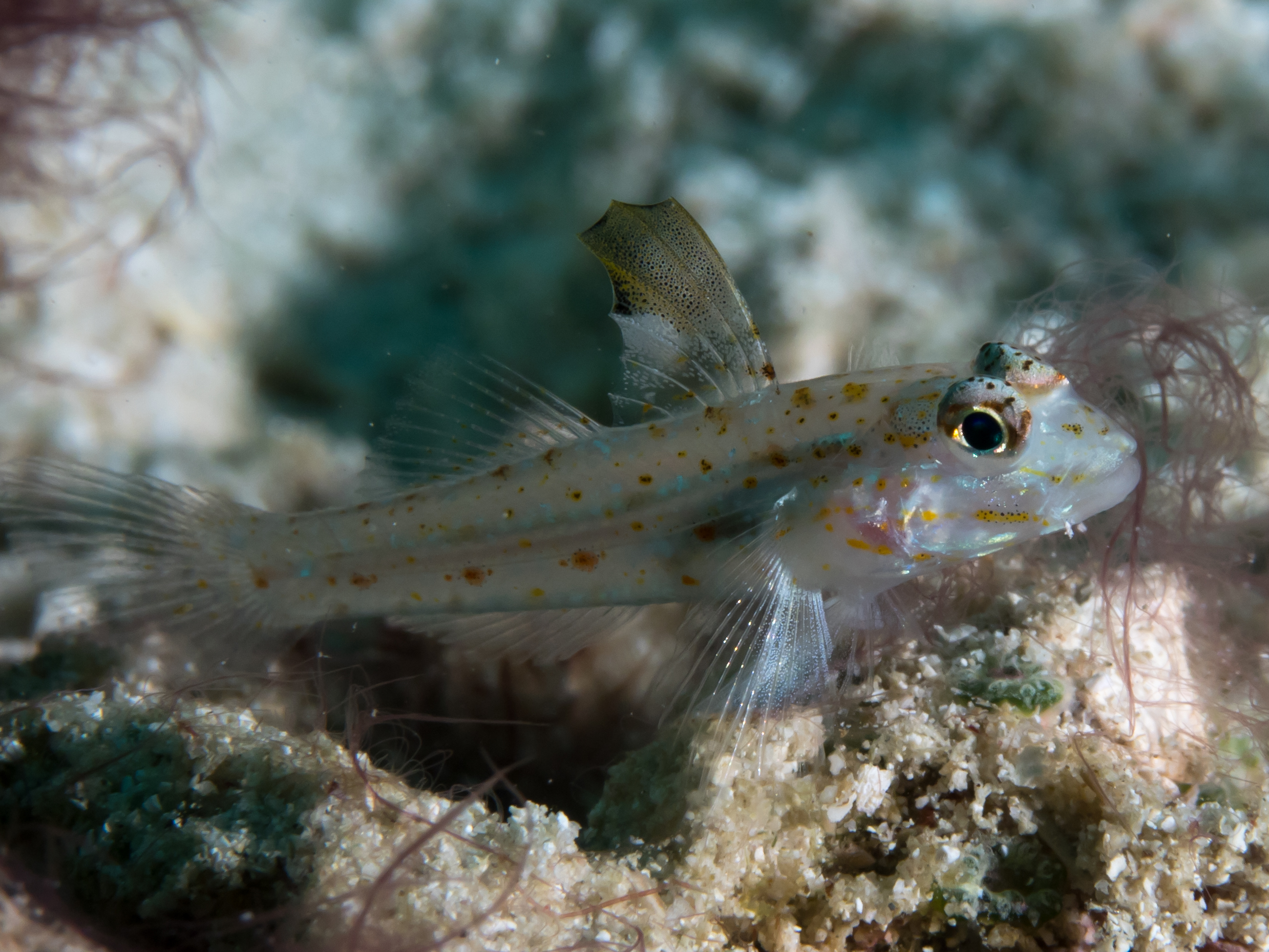 Fusigobius melacron (Fusigobius melacron) |commons:File:Blacktip sandgoby (Fusigobius melacron).jpg
