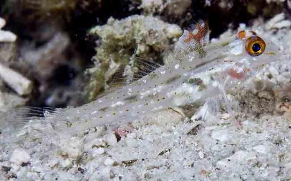 Fusigobius signipinnis (Fusigobius signipinnis) |commons:File:Fusigobius signipinnis.jpg