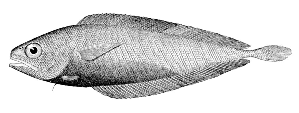 Gadella maraldi (Gadella maraldi) |commons:File:Gadella maraldi.jpg