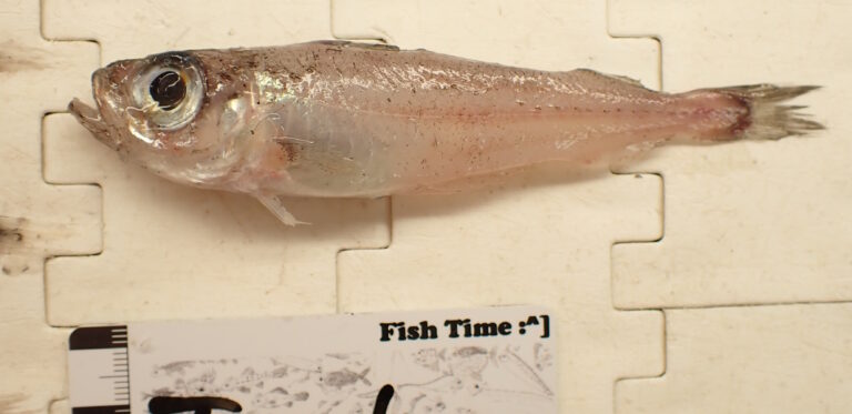 Gadiculus thori (Gadiculus thori) |commons:File:Gadiculus thori.jpg