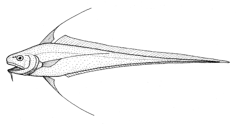 Gadomus aoteanus (Gadomus aoteanus) |commons:File:Gadomus aoteanus (Filamentous rattail).gif