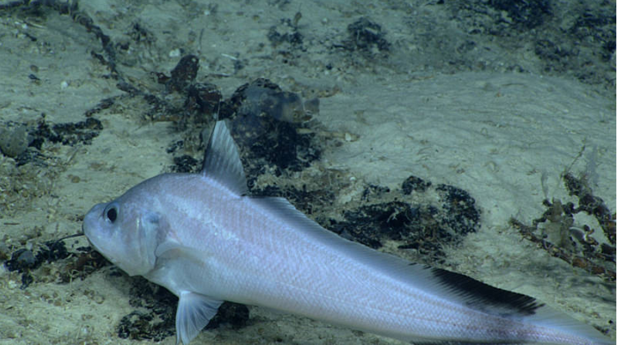 Gadomus arcuatus (Gadomus arcuatus) |commons:File:Gadomus arcuatus Puerto Rico April 2015.png