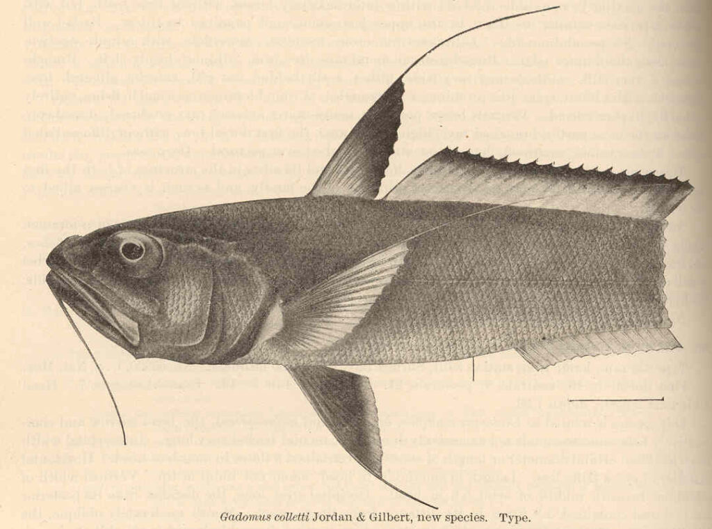 Gadomus colletti (Gadomus colletti) |commons:File:FMIB 41144 Gadomus colletti Jordan & Gilbert, new species Type.jpeg