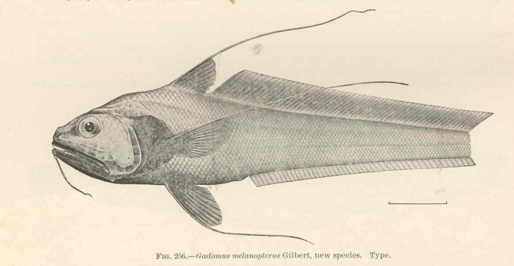 Gadomus melanopterus (Gadomus melanopterus) |commons:File:FMIB 42729 Gadomus melanopterus Gilbert, new species Type.jpeg