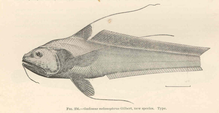 Gadomus melanopterus (Gadomus melanopterus) |commons:File:FMIB 42729 Gadomus melanopterus Gilbert, new species Type.jpeg