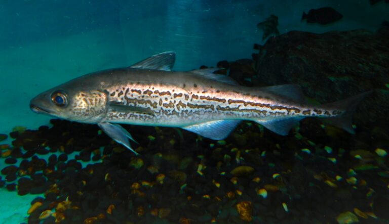 Gadus chalcogrammus (Gadus chalcogrammus) |commons:File:Alaska Pollock (Gadus chalcogrammus) - GRB.jpg