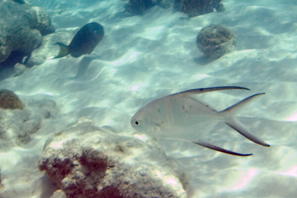 Gaff-topsail Pompano (Trachinotus goodei) |commons:File:Palometa Trachinotus goodei (2443785914).jpg