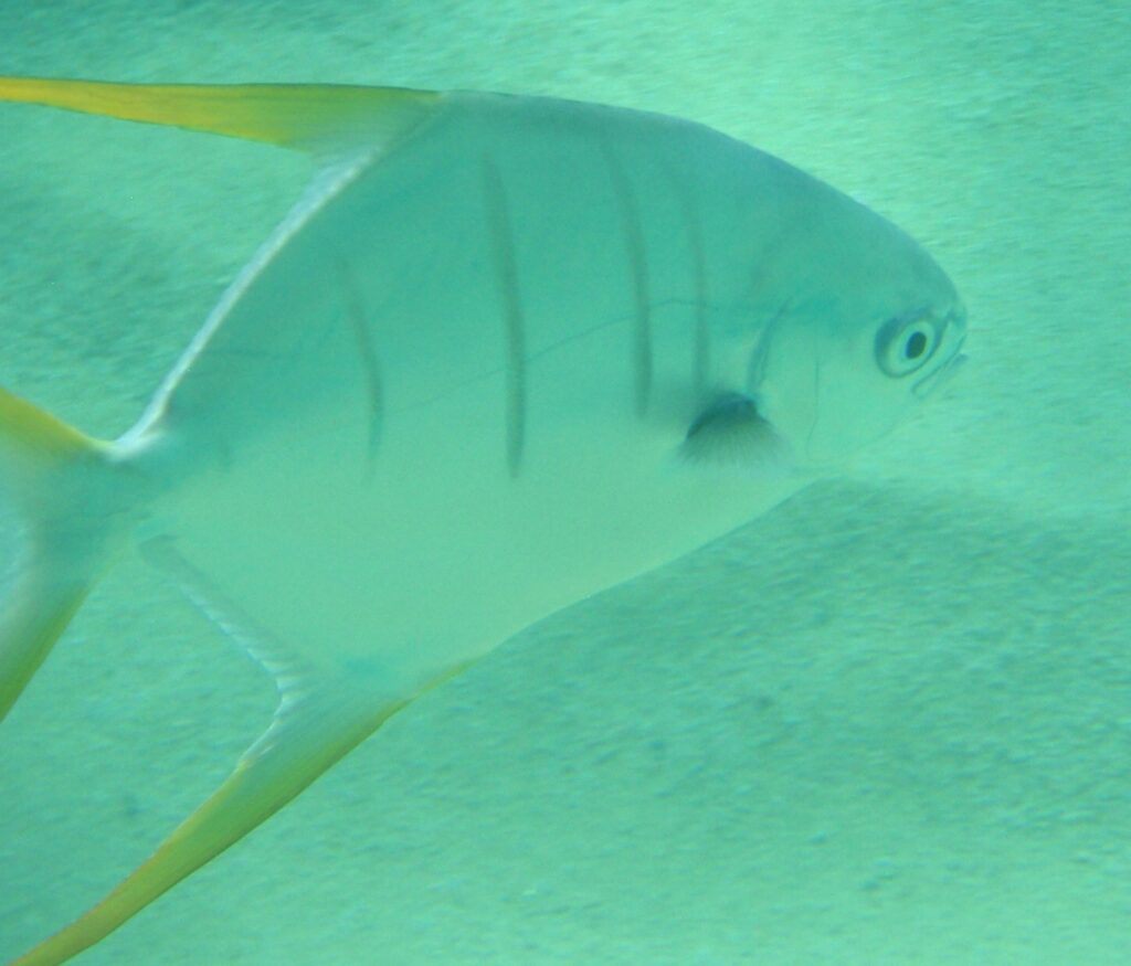 Gafftopsail Pompano (Trachinotus rhodopus) |commons:File:Gafftopsail pompano - Trachinotus rhodopus.jpg