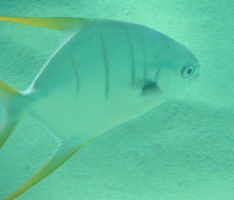 Gafftopsail Pompano (Trachinotus rhodopus) |commons:File:Gafftopsail pompano - Trachinotus rhodopus.jpg