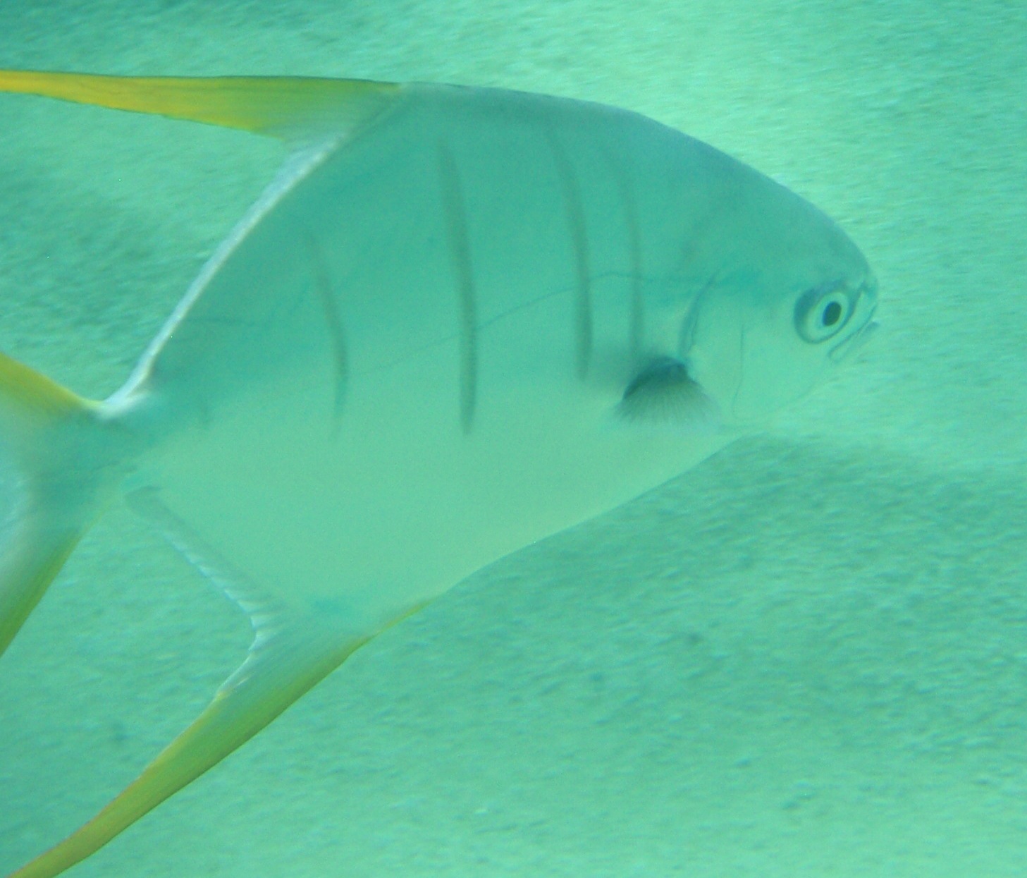 Gafftopsail Pompano (Trachinotus rhodopus) |commons:File:Gafftopsail pompano - Trachinotus rhodopus.jpg
