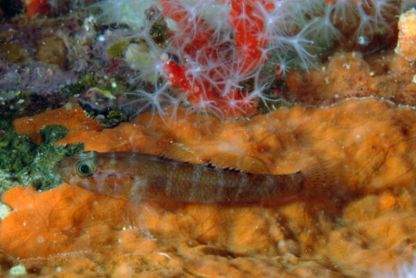 Gammogobius steinitzi (Gammogobius steinitzi) |commons:File:1 - Gammogobius steinitzi 26-07-08 DSCF4139.jpg