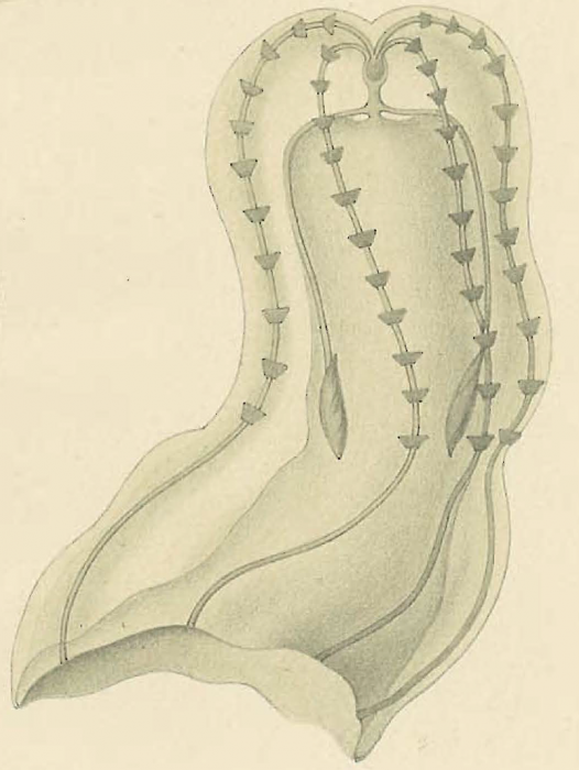 Ganesha elegans Ganesha elegans