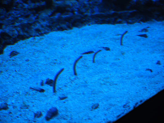 Garden Eel (Heteroconger hassi) |commons:File:Heteroconger hassi, Sunshine Aquarium.jpg