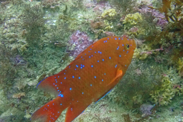 Garibaldi Hypsypops rubicundus