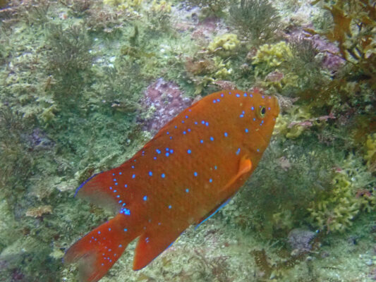 Garibaldi Damsel (Hypsypops rubicundus) |commons:File:Hypsypops rubicundus, Avalon, Californie 90704, États-Unis imported from iNaturalist photo 239967320.jpg