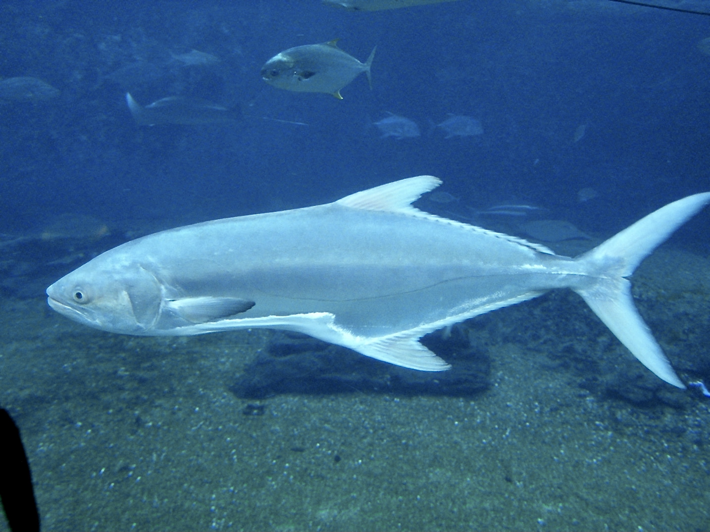 Garrick (Lichia amia) |commons:File:Carangidae Lichia amia 1.1.jpg