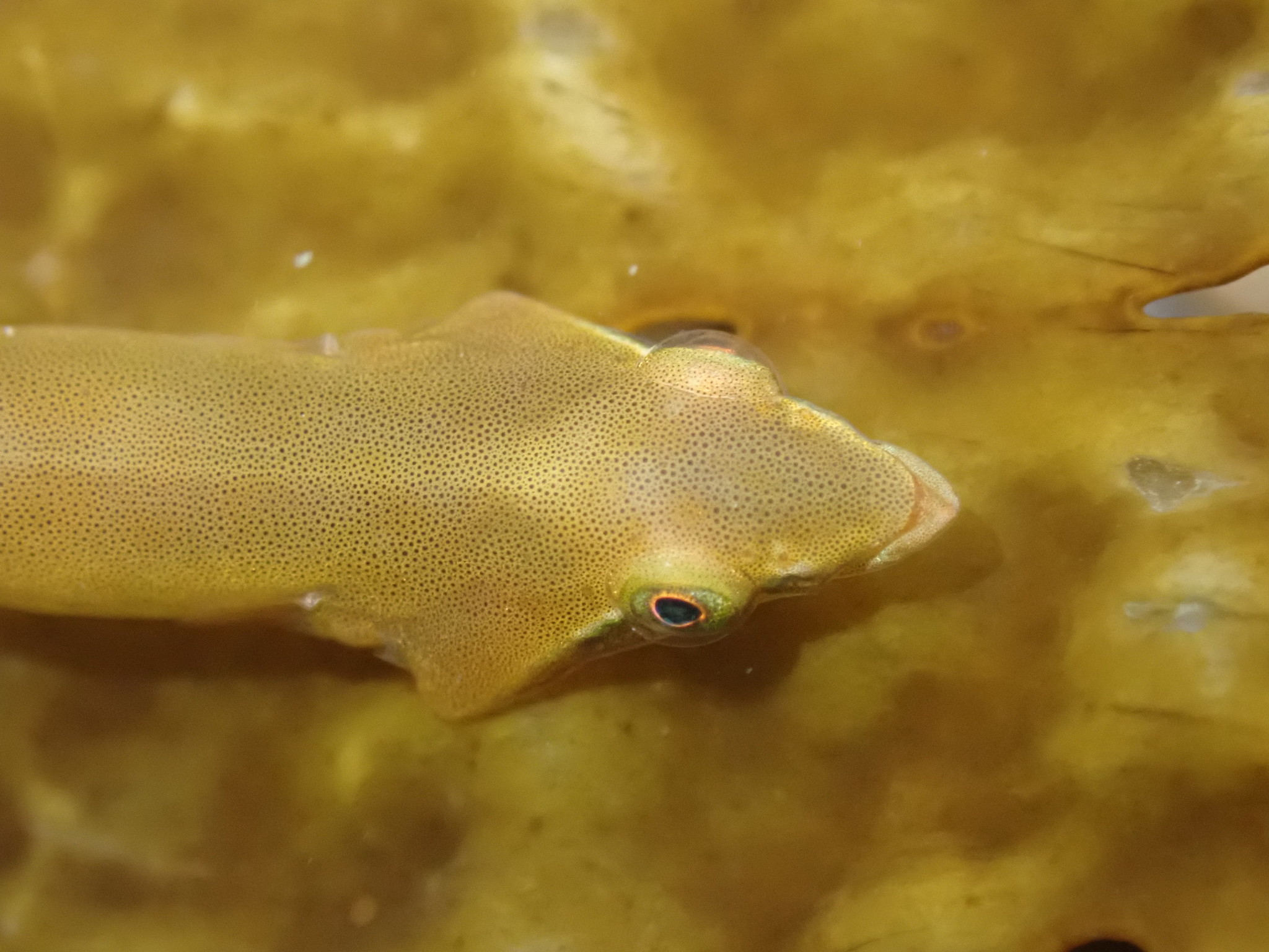 Gastrocyathus gracilis (Gastrocyathus gracilis) |commons:File:Gastrocyathus gracilis.jpg