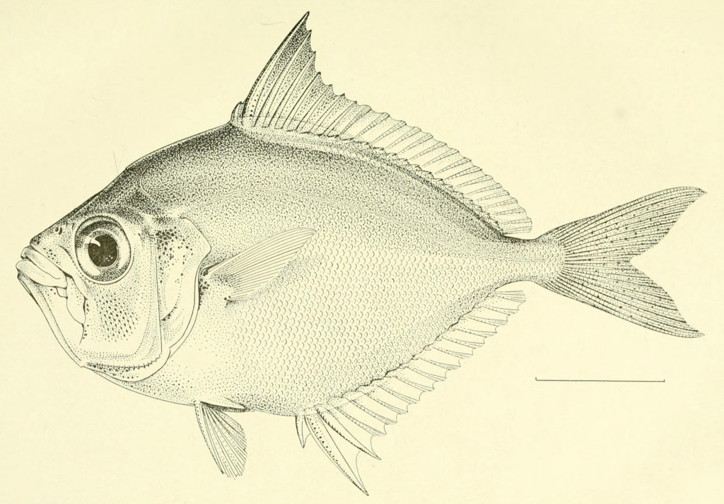 Gazza achlamys (Gazza achlamys) |commons:File:Gazza achlamys Jordan Starks 1917.png