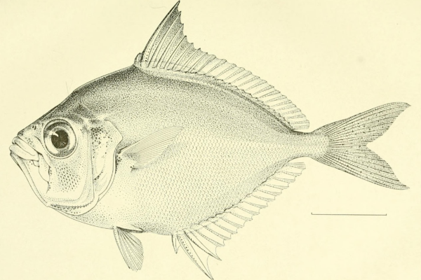 Gazza achlamys (Gazza achlamys) |commons:File:Gazza achlamys Jordan Starks 1917.png
