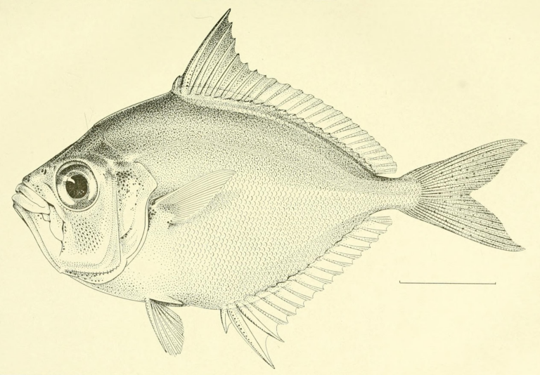 Gazza achlamys (Gazza achlamys) |commons:File:Gazza achlamys Jordan Starks 1917.png