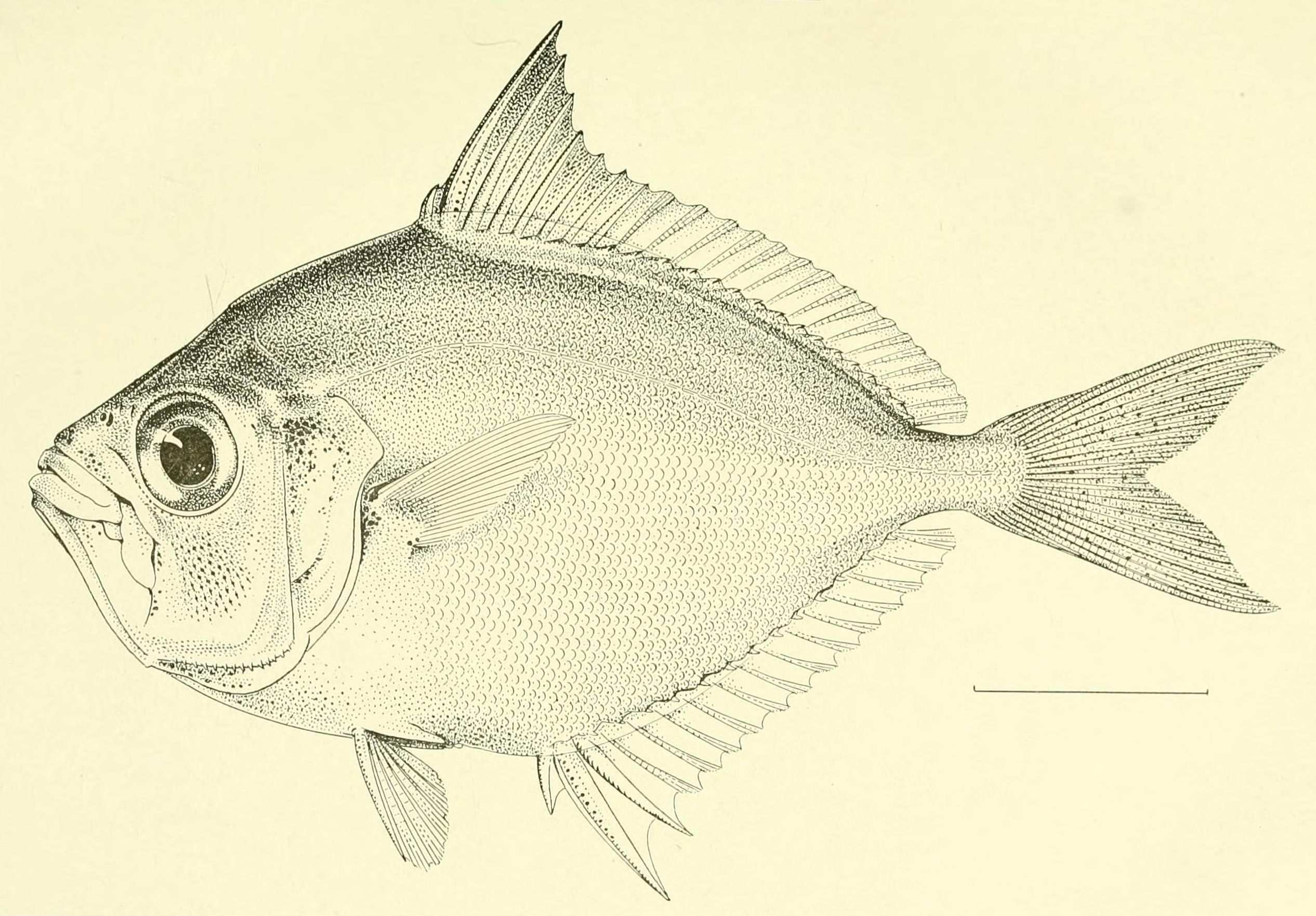 Gazza achlamys (Gazza achlamys) |commons:File:Gazza achlamys Jordan Starks 1917.png