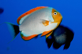 Genicanthus personatus (Genicanthus personatus) |commons:File:Genicanthus personatus NOAA.jpg