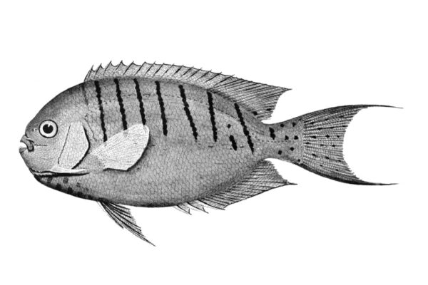 Genicanthus semicinctus (Genicanthus semicinctus) |commons:File:Genicanthus semicinctus.jpg