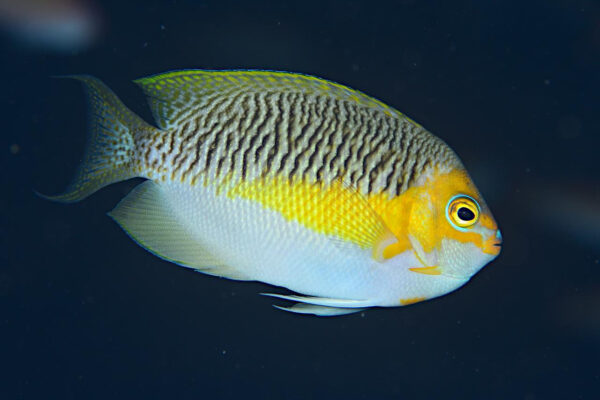 Genicanthus semifasciatus (Genicanthus semifasciatus) |commons:File:Genicanthus semifasciatus male.jpg